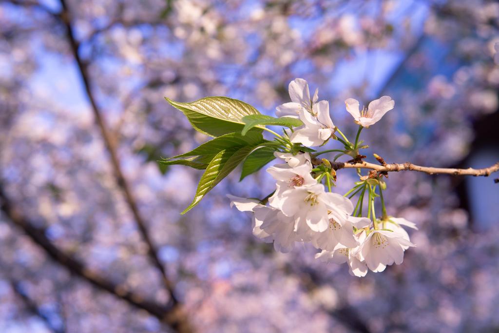 sakura